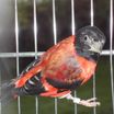 Red Siskin